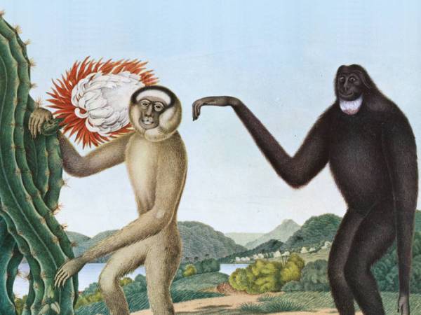 Baston, &laquo;&nbsp;Primates&nbsp;&raquo; : le groupe de  préféré de Christophe Hondelatte (Krautpop//Brest)